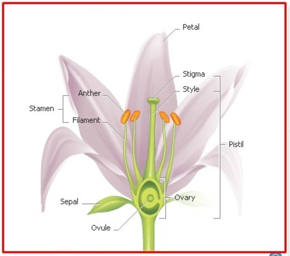 Parts of a Flower via