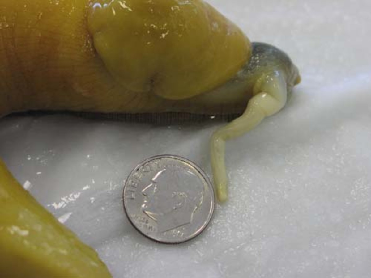 The semi-errect penis of a Banana Slug A.K.A - "A. dolichophallus" which means "Long Yellow Penis". This slug was given the mollosk equivalent of 'viagra' during an Oregon study. It doesn't appear that this slug minds all that much...