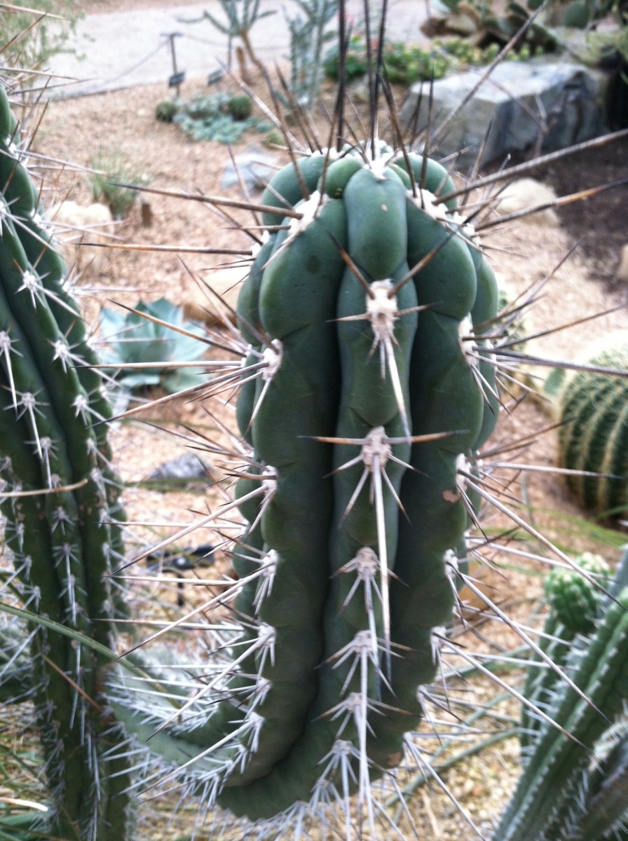 A cactus is a good plant to pretend to be, if you want to be cold and quiet.