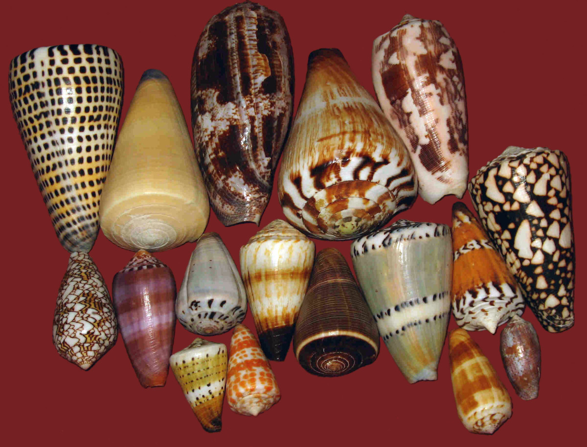 These shells come in many shapes and sizes.