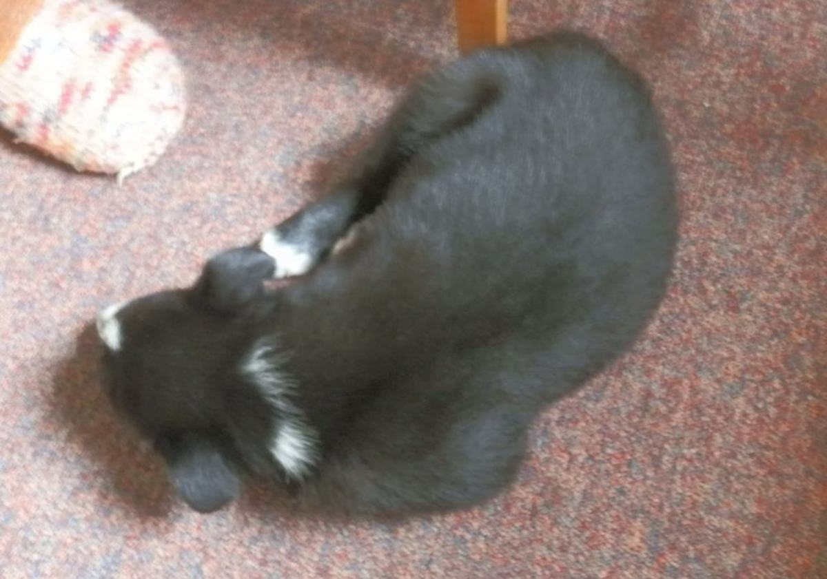 puppy sleeping on floor