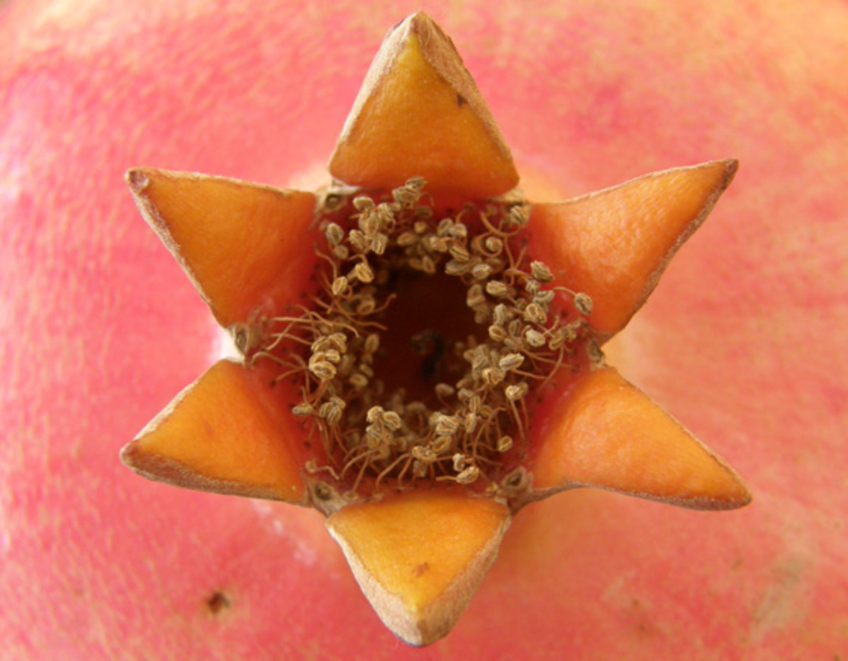 The crown of the pomegranate with the 6-point Star of David (Magen David)