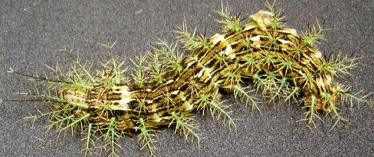 Lonomia Obliqua: a Stinging Caterpillar That Can Kill