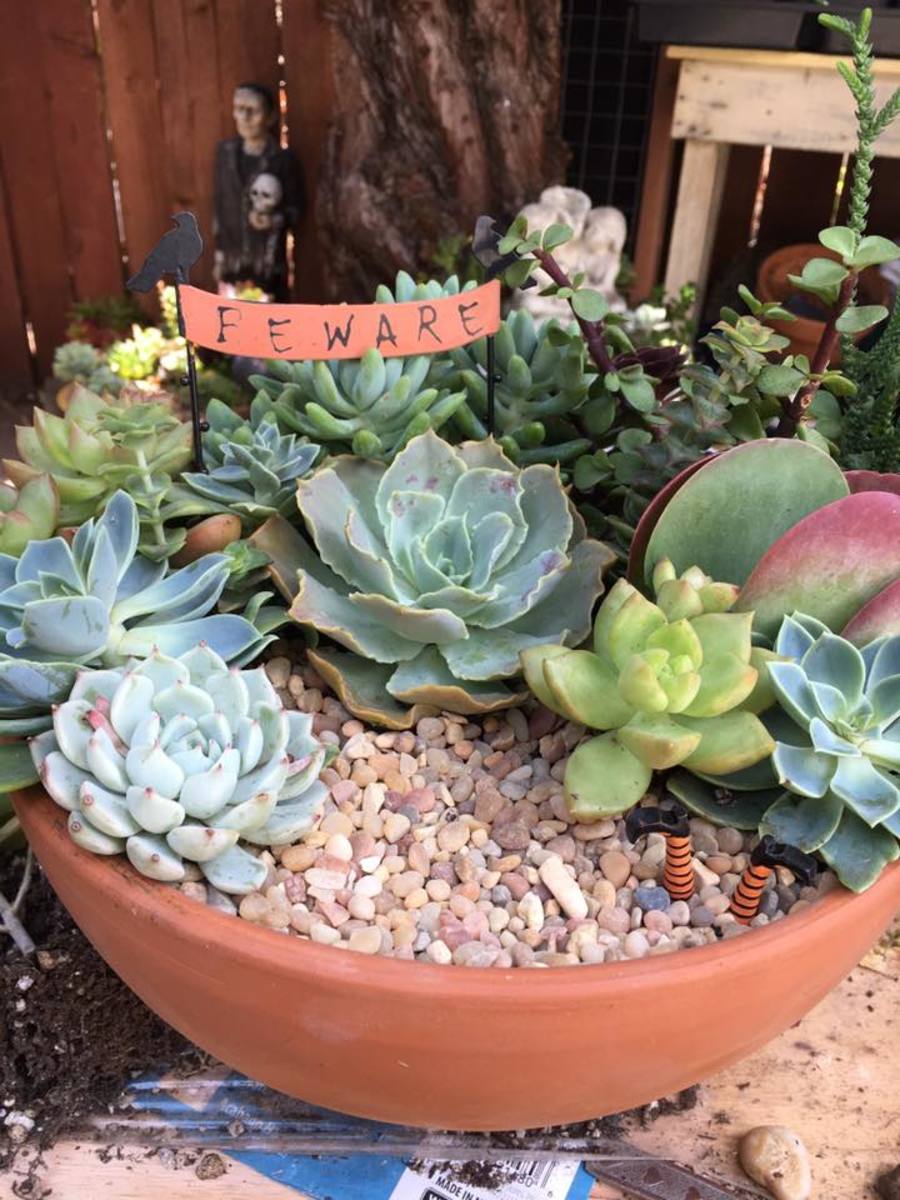 Diane, a member of the Fairy Garden Believers on Facebook, shared this delightful Halloween fairy garden. I love the BEWARE sign and the variety of succulents she used. Don't miss the witch's legs sticking up from the gravel area. 
