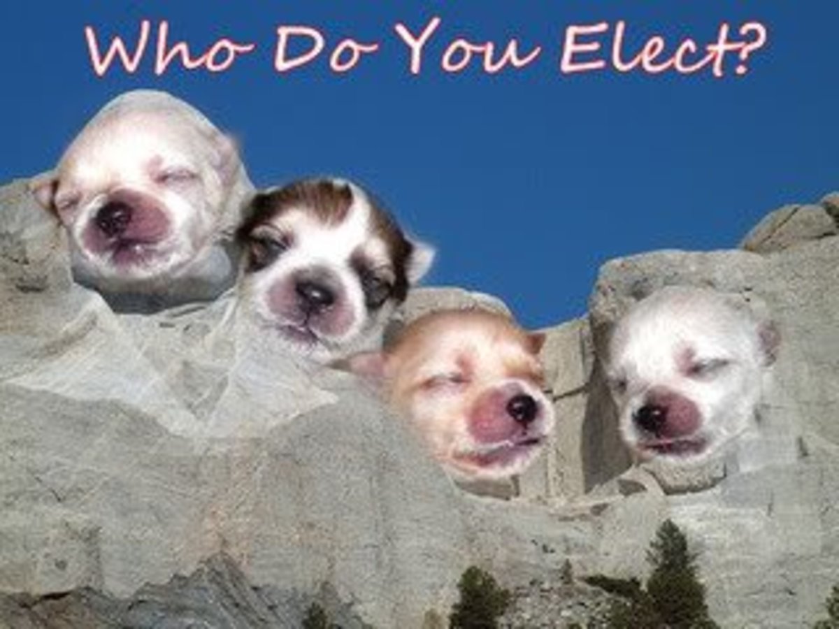 Who Do You Elect As Cutest Porkie?