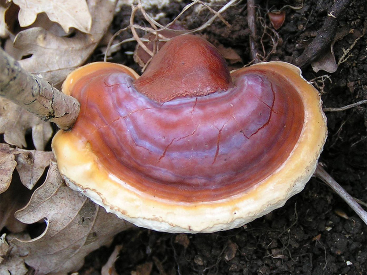 A Ganoderma lucidum mushroom.