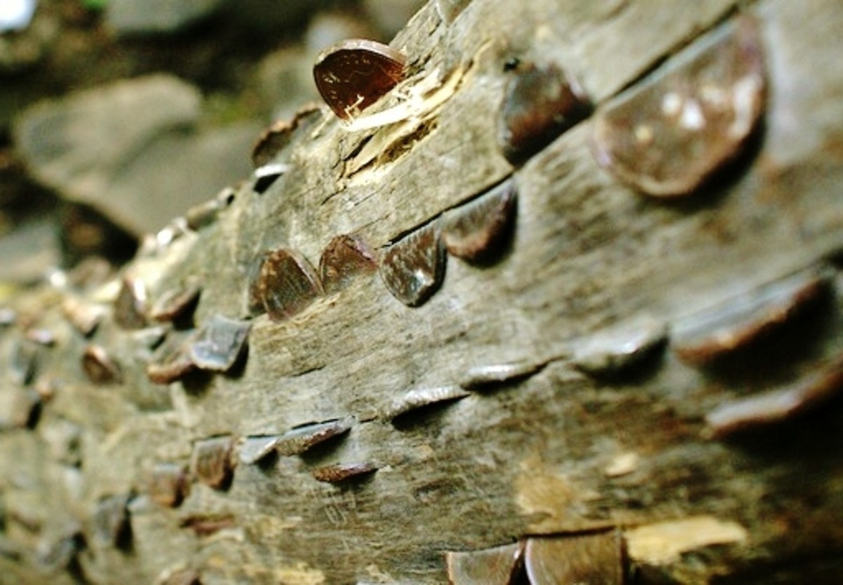 Coins hammered into a wishing tree at High Force waterfall near Middleton-in-Teesdale, Tees Valley, England.
