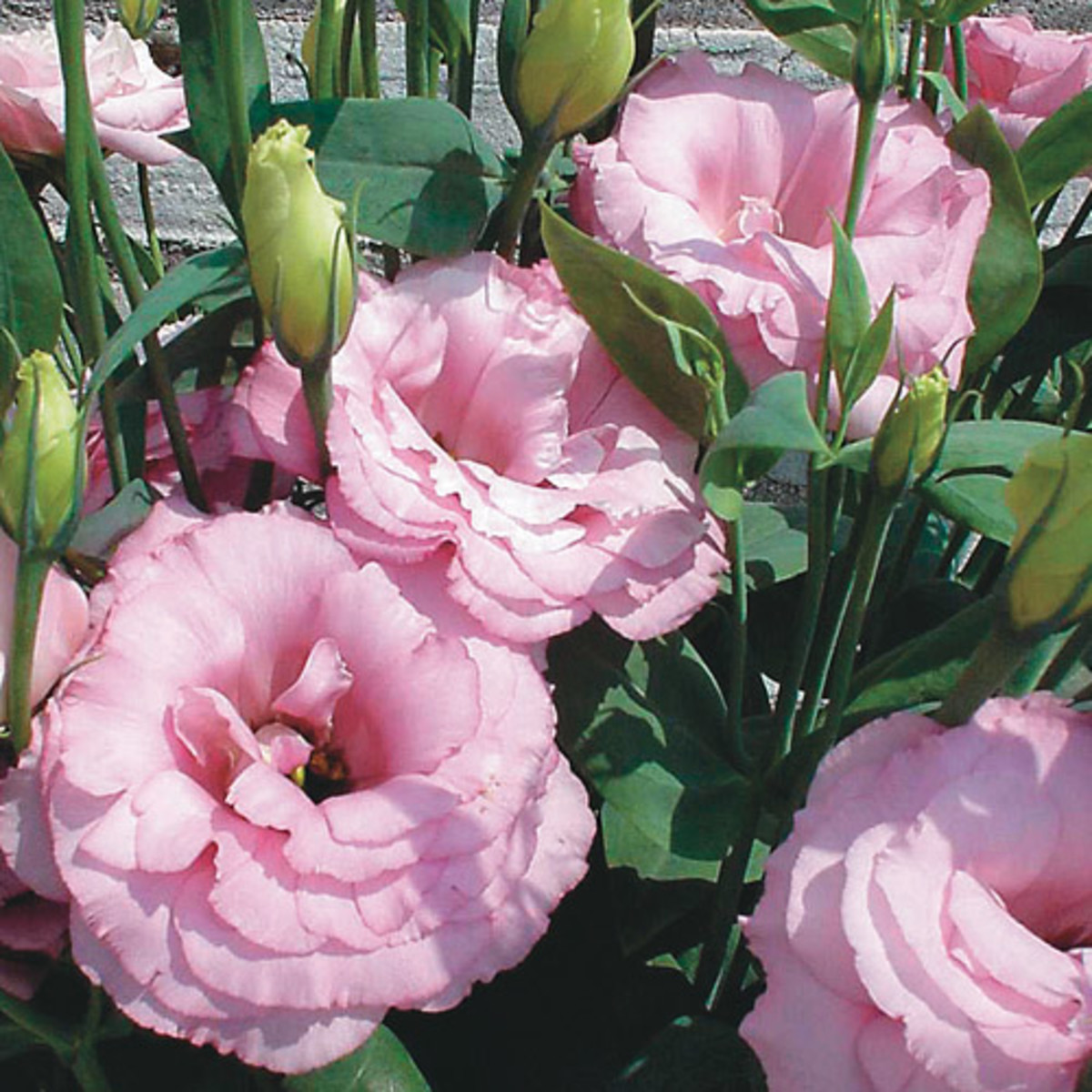How to Grow Lisianthus from Seed - HubPages