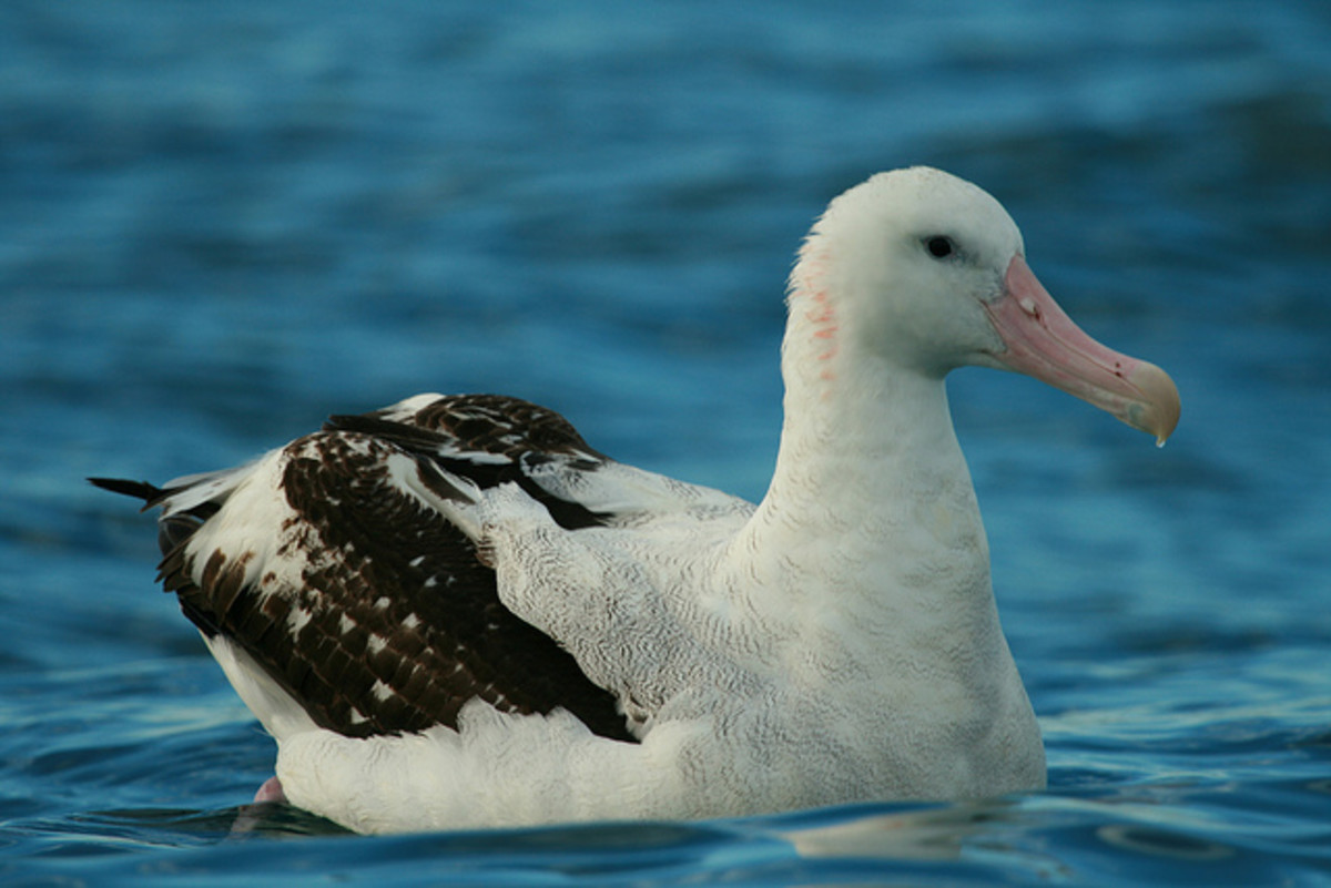 Wandering albatross - Diomedea exulans