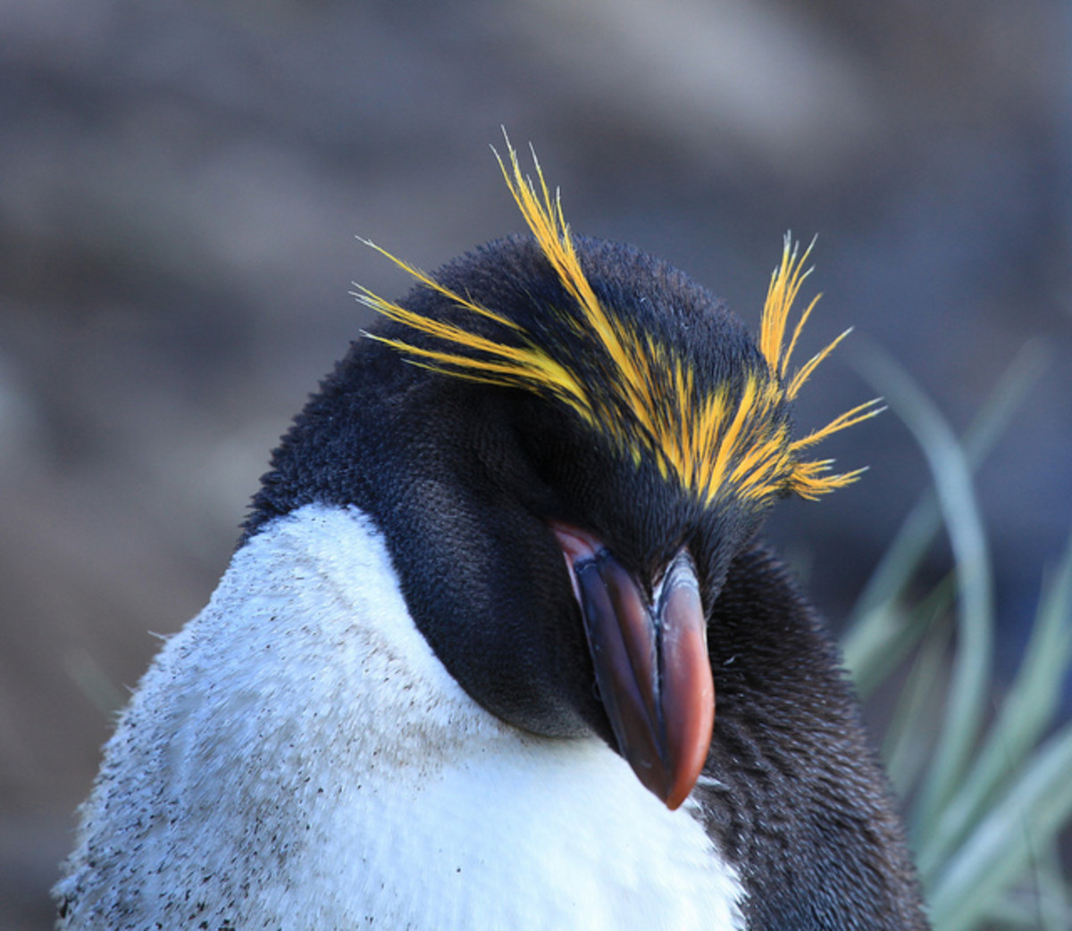 Macaroni penguin - Eudyptes chrysolophus