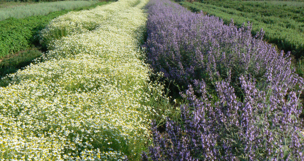 Commercial Spice Fields in Bethlehem, Israel, in the Galilee (Beit Lehem HaGlilit), grown without fertilizers or pesticides