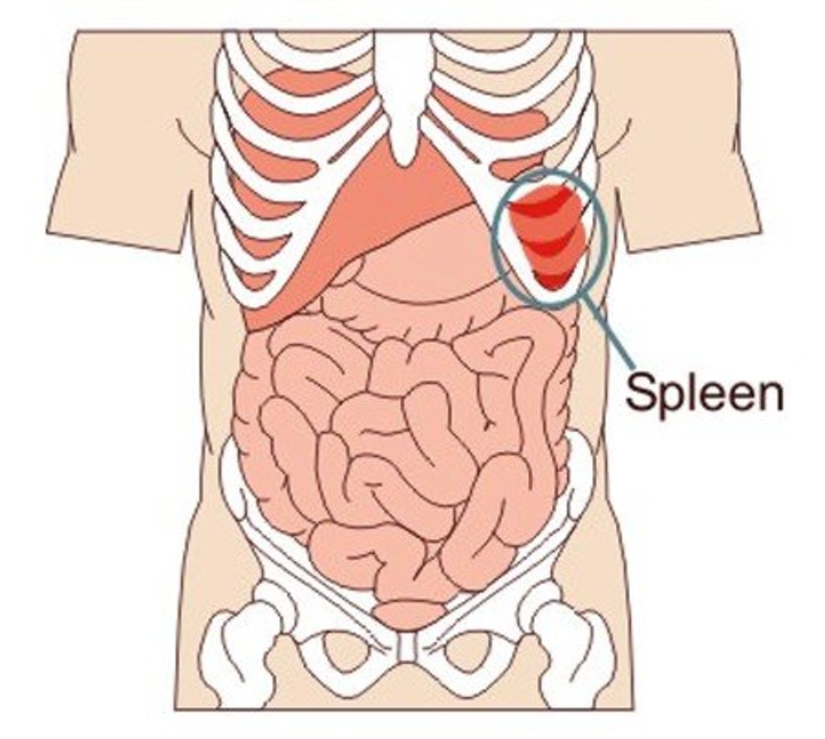 Spleen Pain - Location, Symptoms, Causes, Treatment