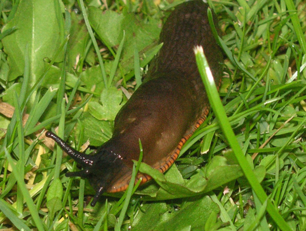 A garden slug