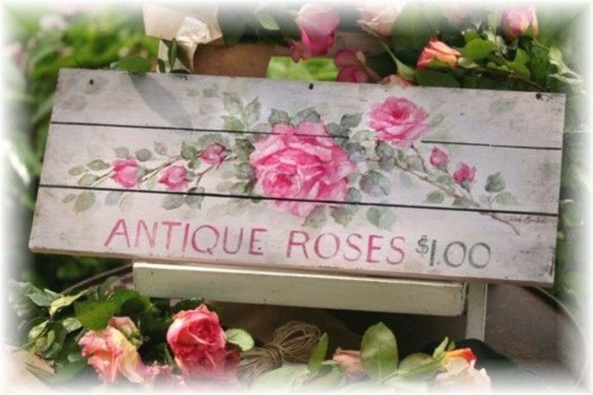 Antique Roses
