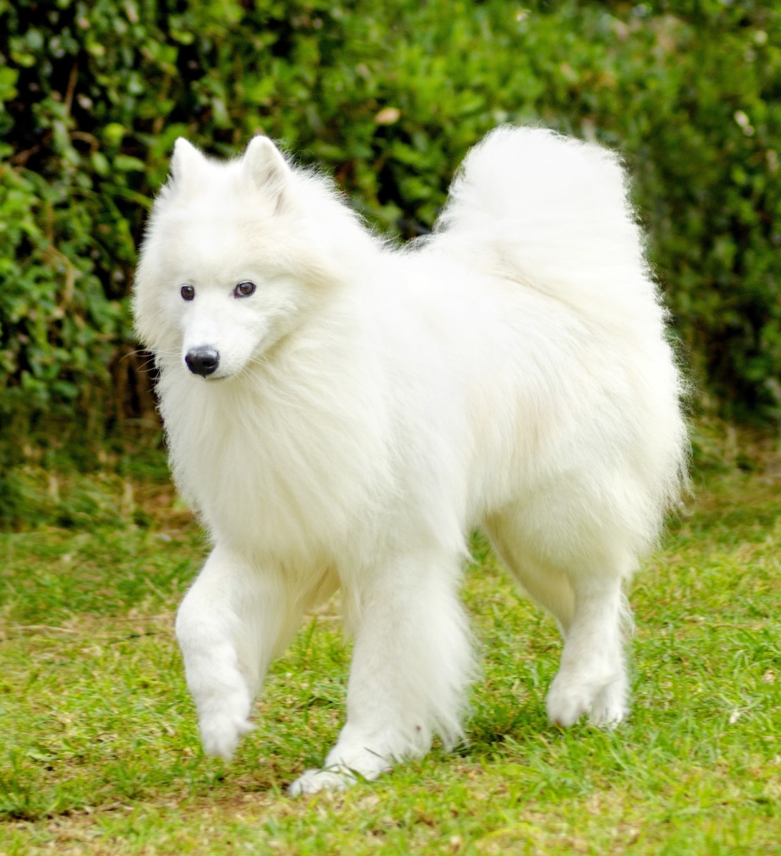 60-white-dog-names