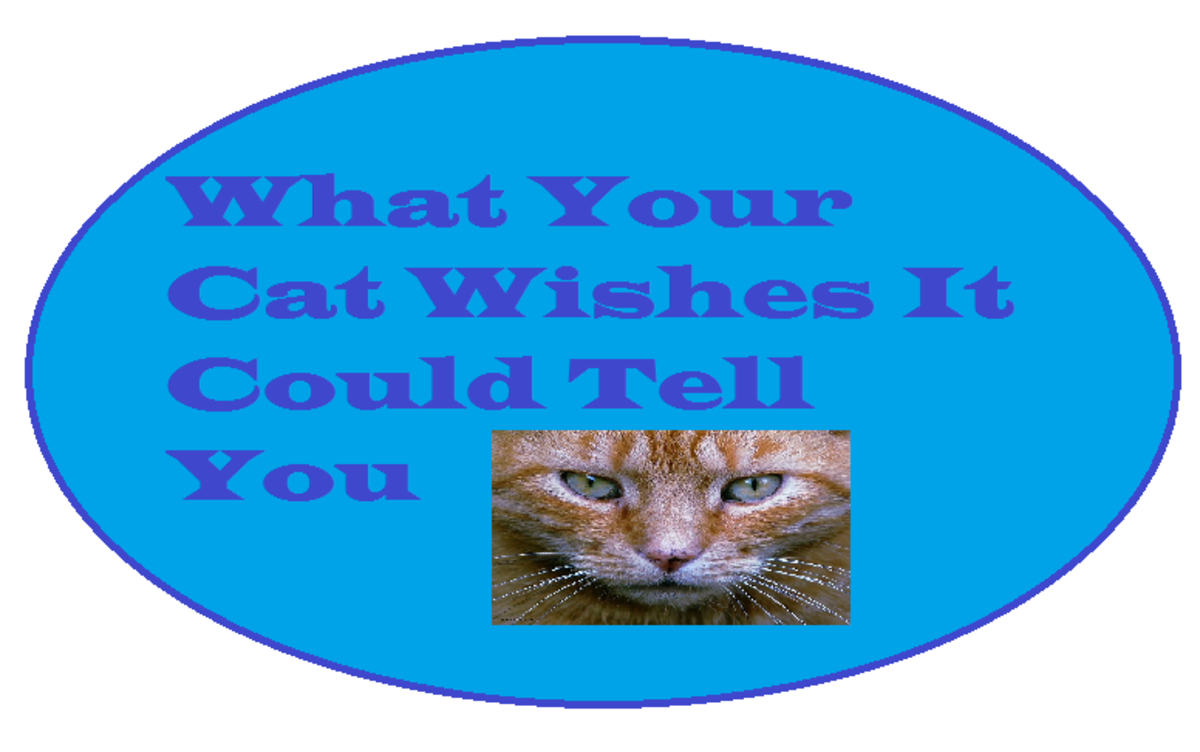 What Your Cat Wishes It Could Tell You: A Cat Confessional