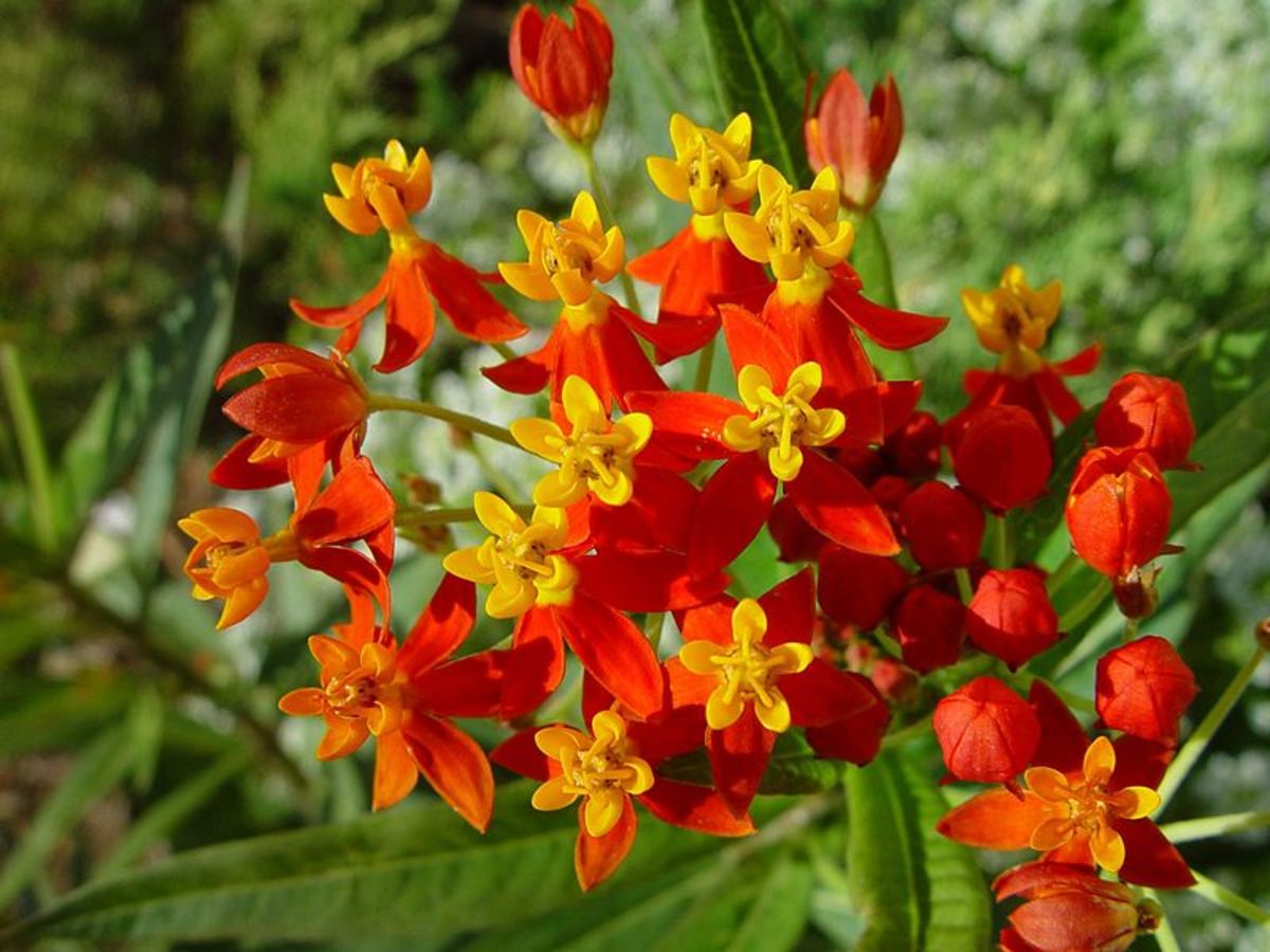 This variety is the one I have seen most often of butterfly weed.  The bright orange and yellow flowers really stand out in the garden.