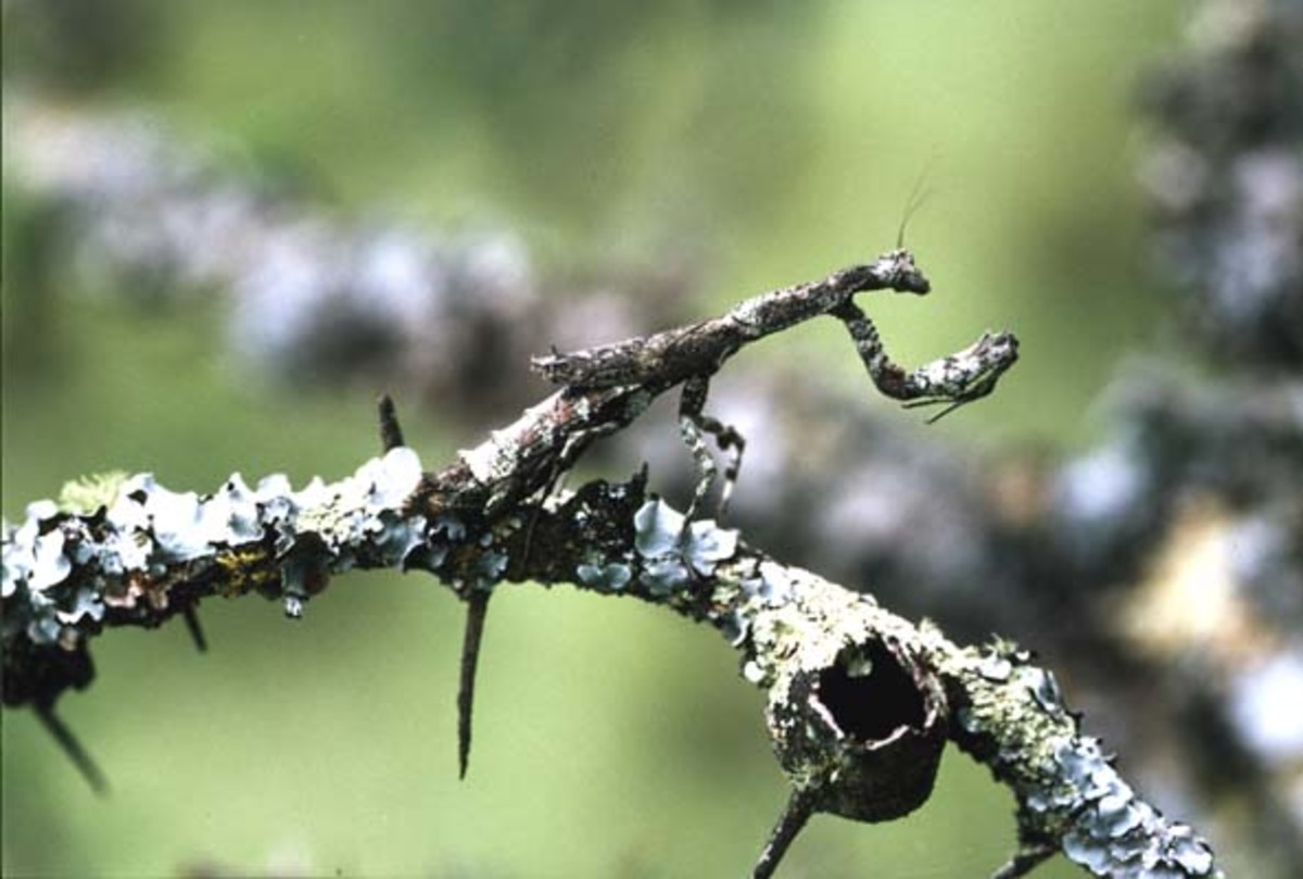 Examples of Mimicry In Animals To Appear As Plants - HubPages