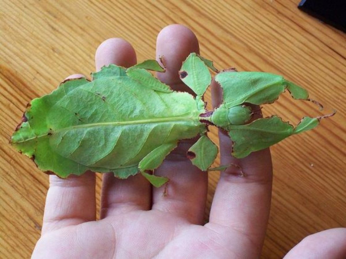 An insect resembling a leaf