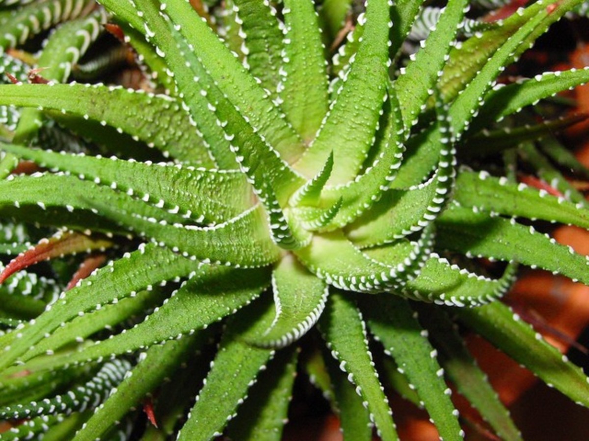 Lessons in Magical Herbalism:  Aloe Vera