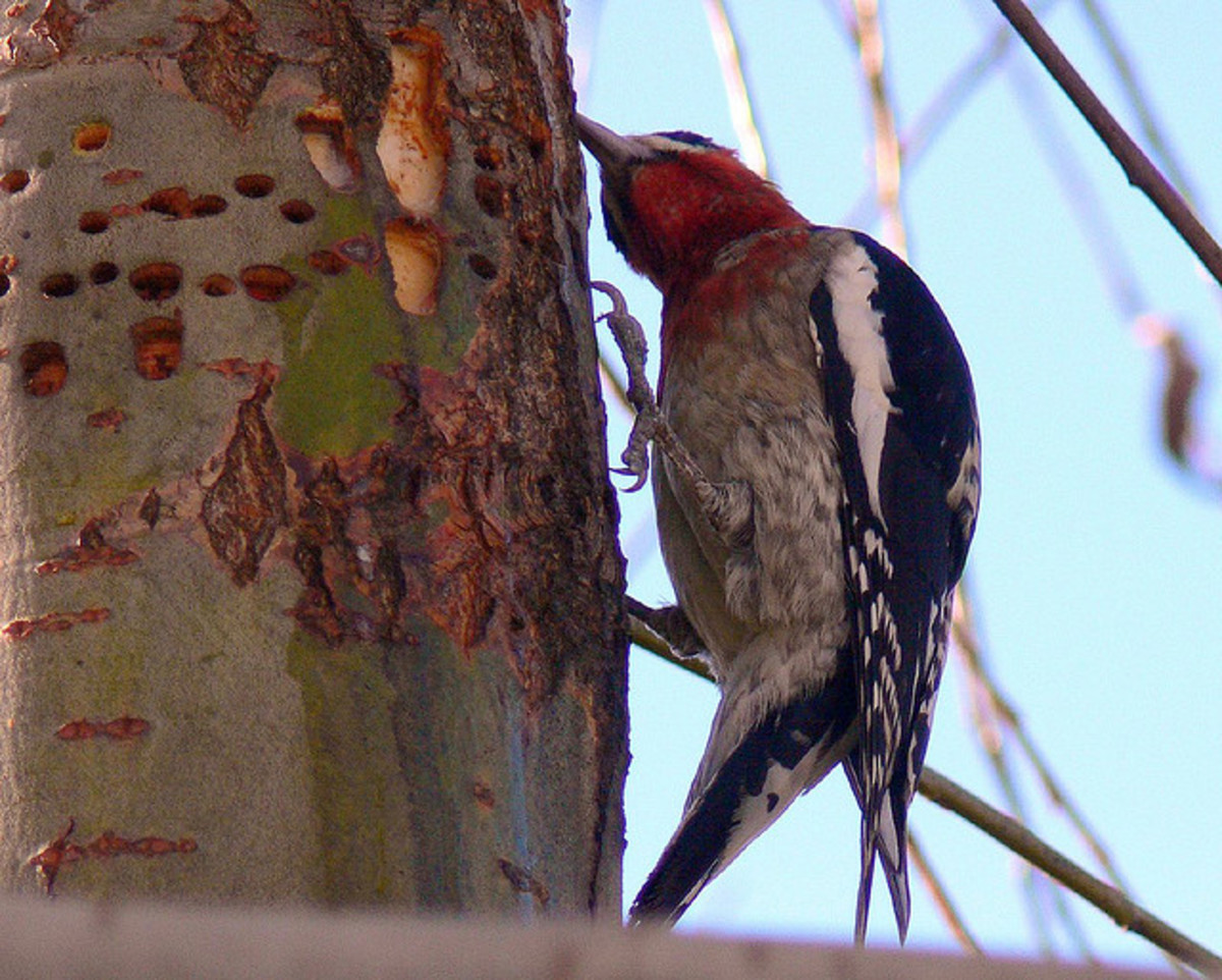 10 Amazingly Colourful Woodpeckers And Their Beautiful Allies Hubpages