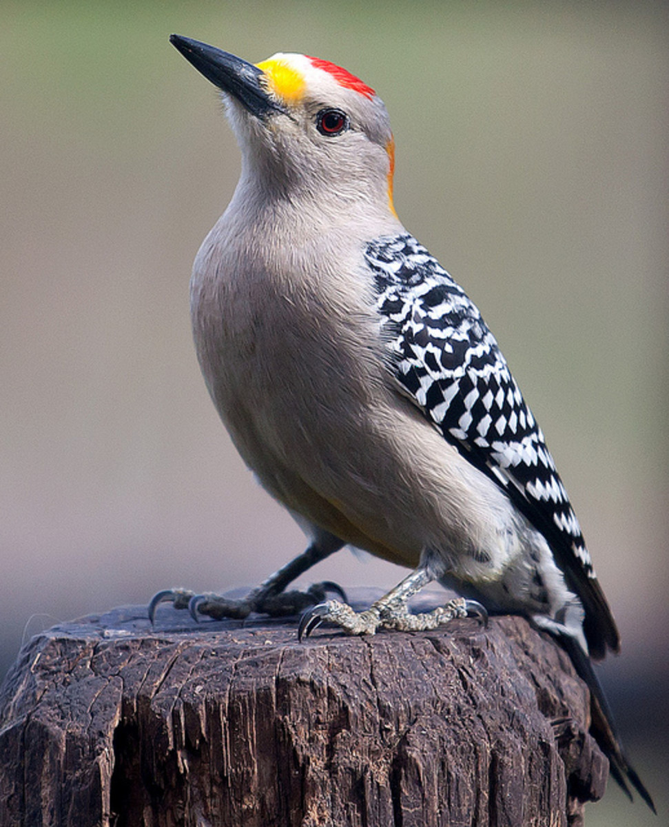 10 Amazingly Colourful Woodpeckers and Their Beautiful Allies
