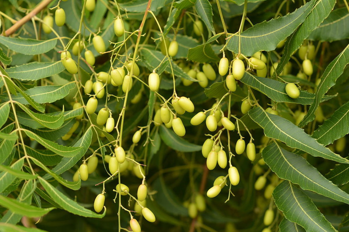 The leaves and fruits of the neem tree