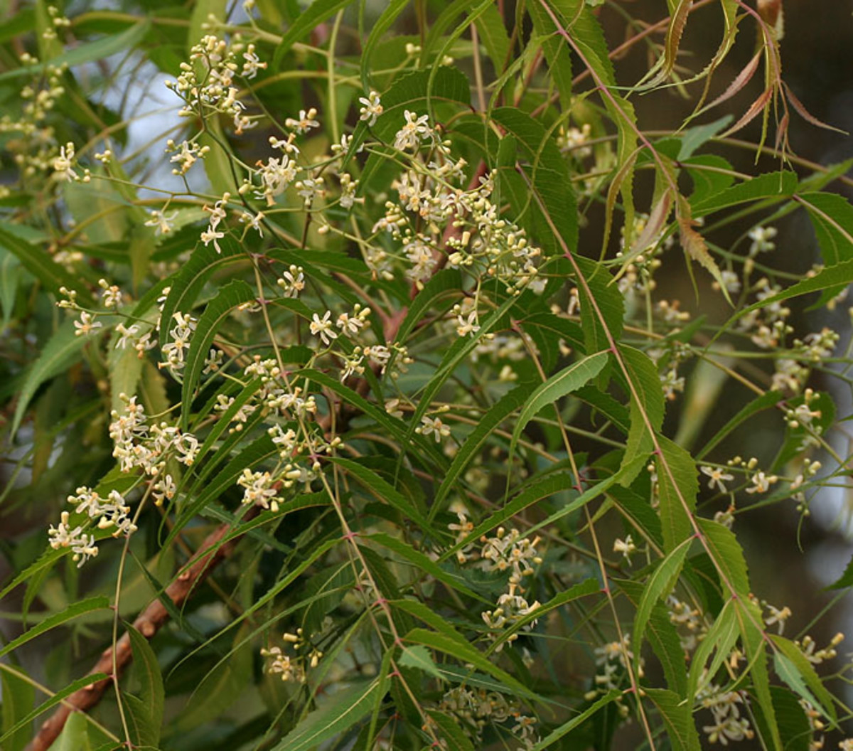 Uses Of Neem Trees - HubPages