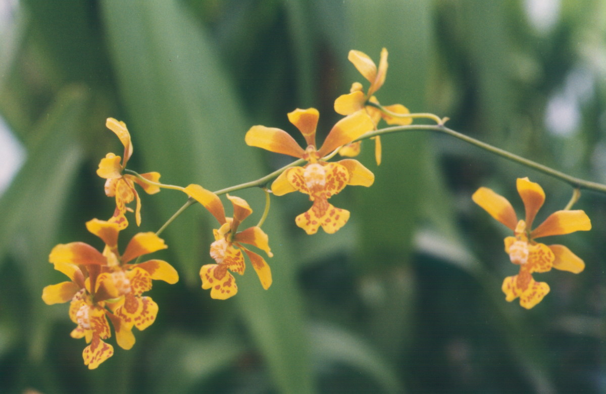 Oncidium Orchids
