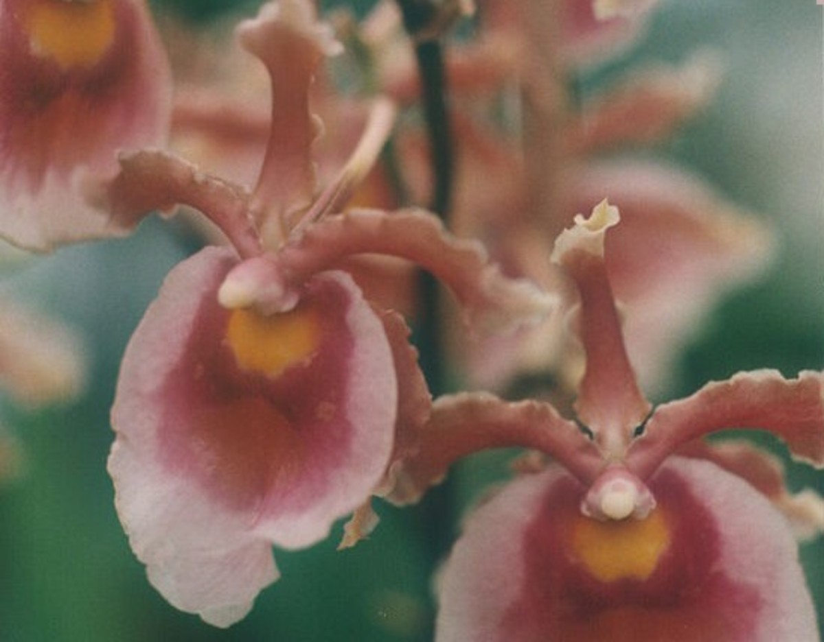 Miltonia Orchids