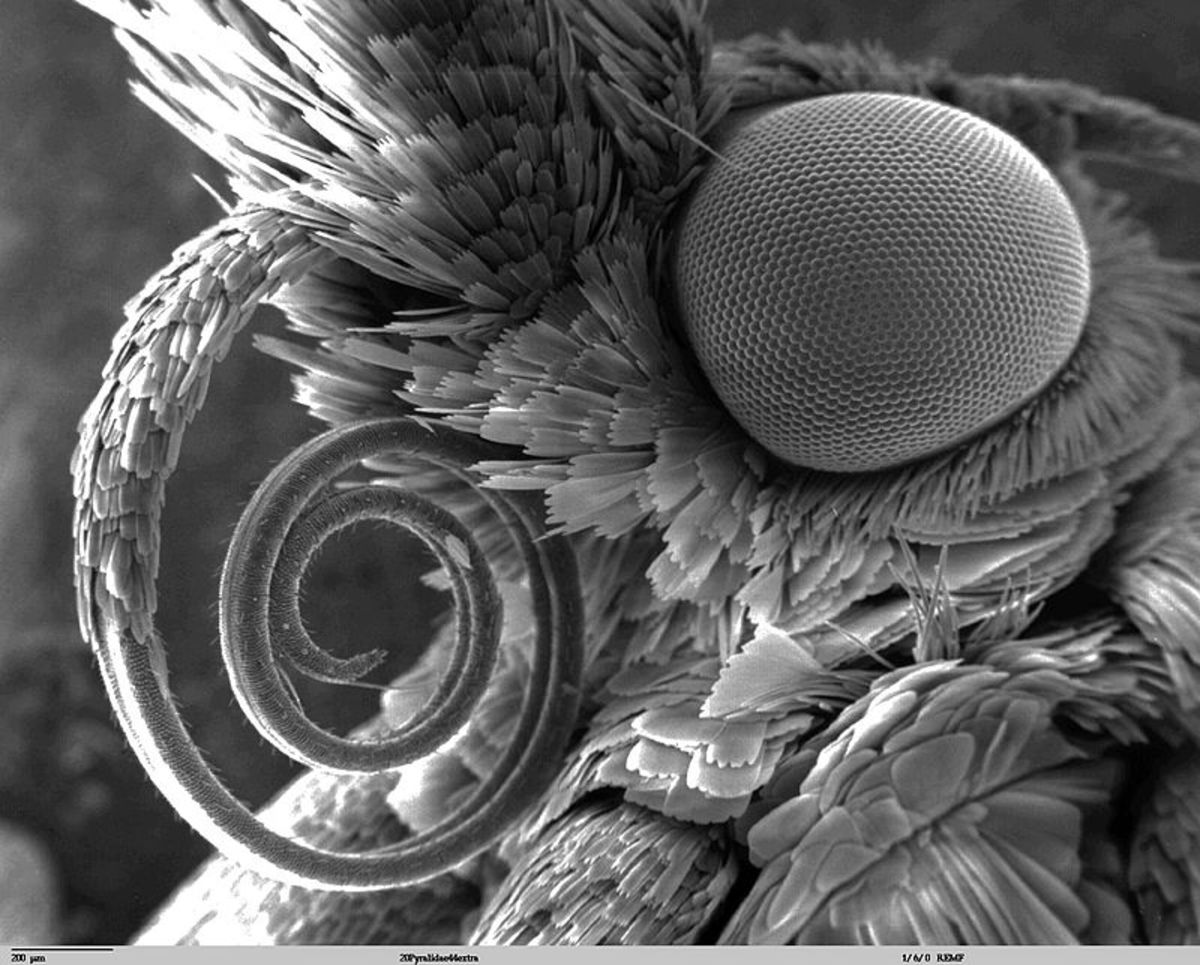 Scanning electron microscope image of a pyralidae moth clearly showing the proboscis.