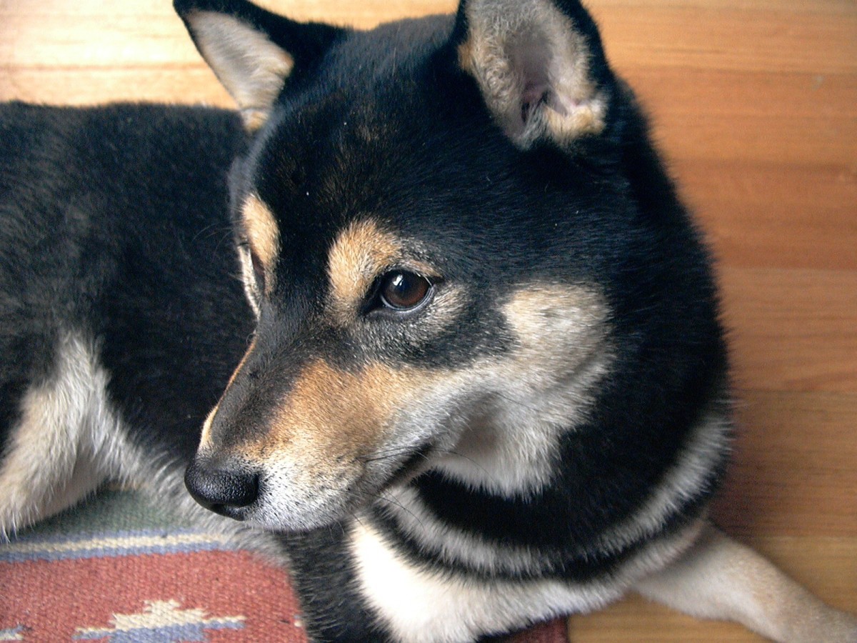 shiba-inu-the-dog-that-is-actually-a-cat