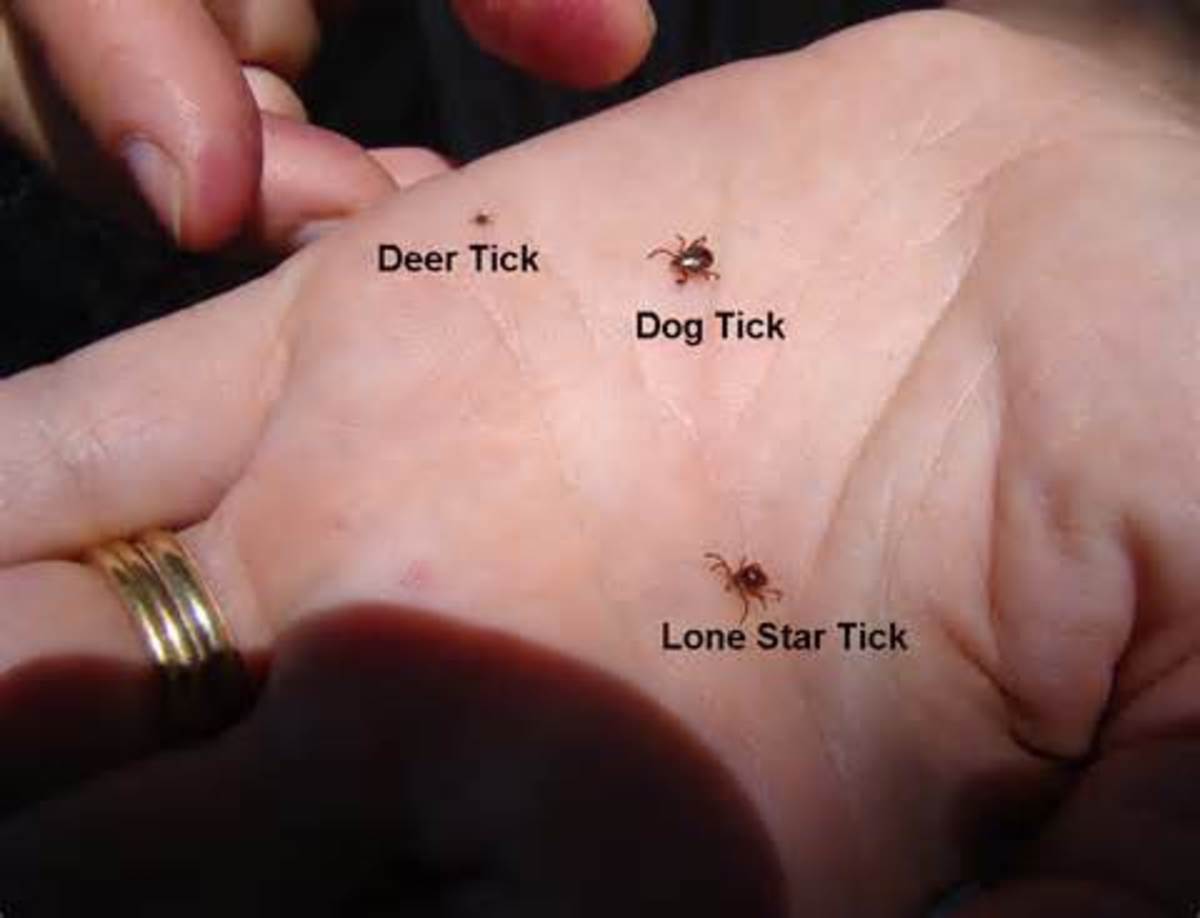 ticks-tick-bites