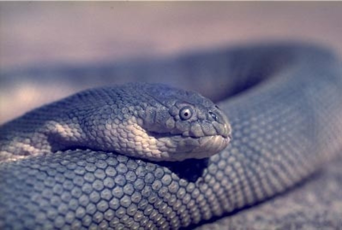 the-worlds-most-venomous-snakes