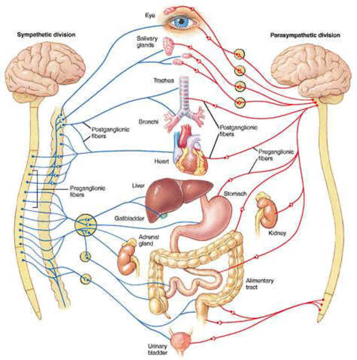 Nervous System: Master Controlling and Communicating System of the Body