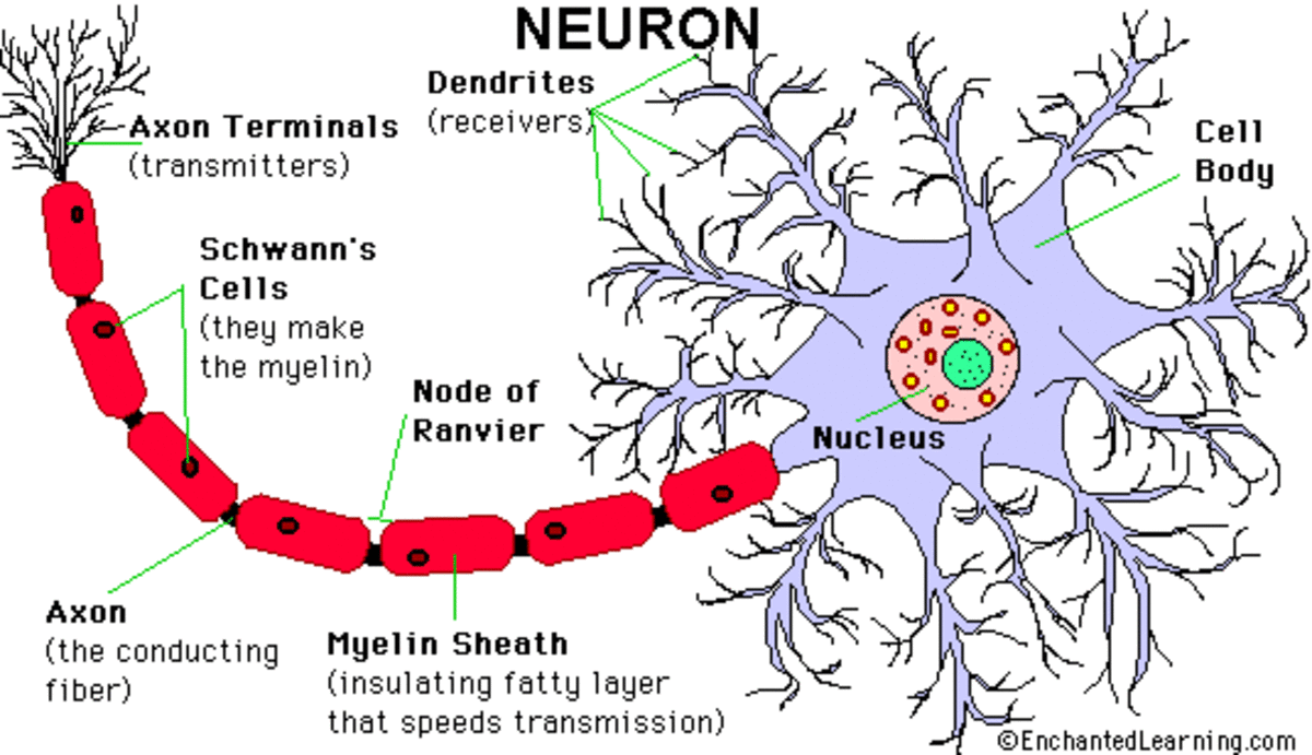 nervous-system-master-controlling-and-communicating-system-of-the-body