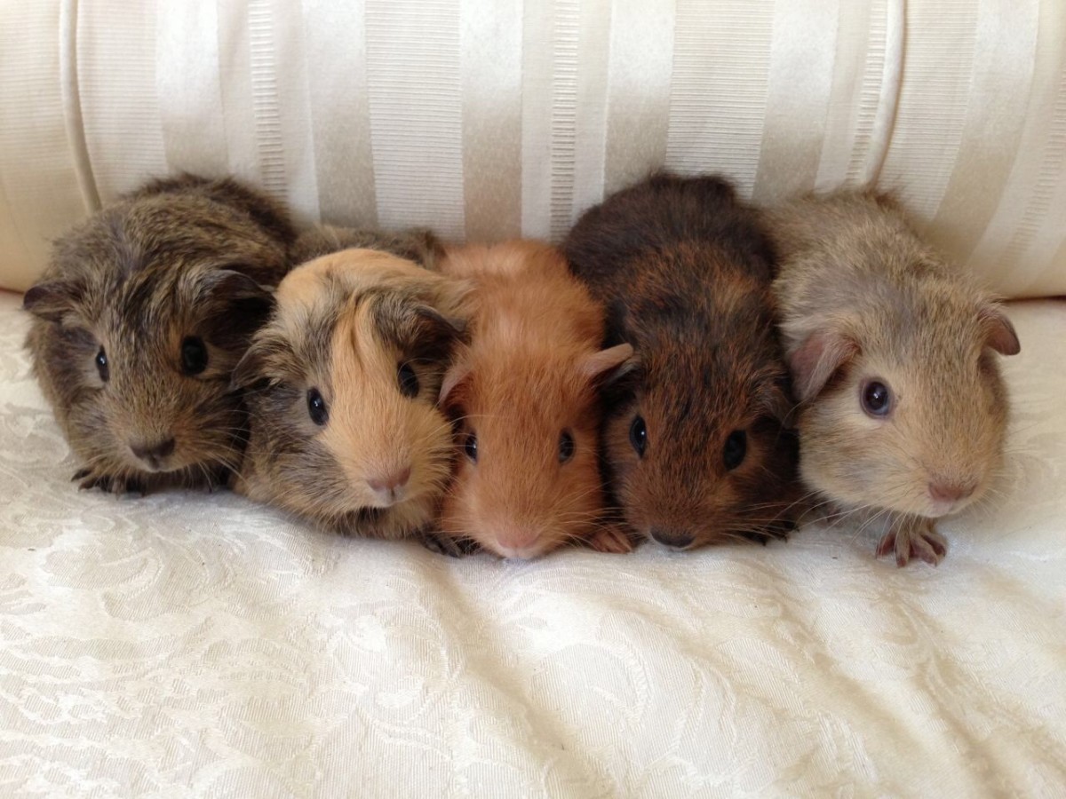 how-to-safely-breed-guinea-pigs