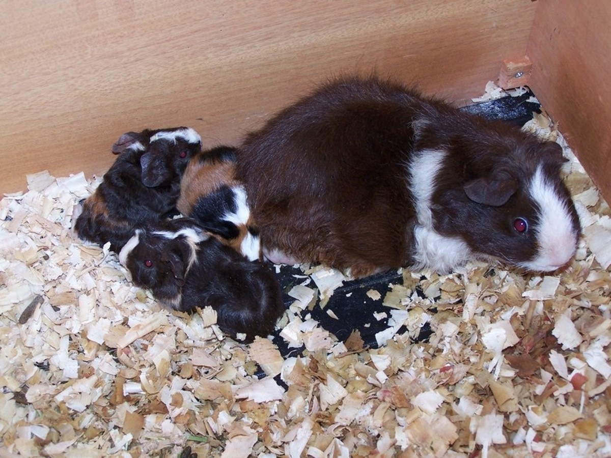 how-to-safely-breed-guinea-pigs