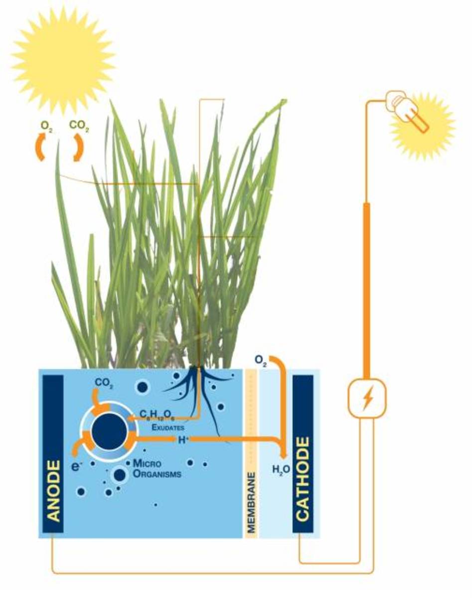 plant electricity experiment