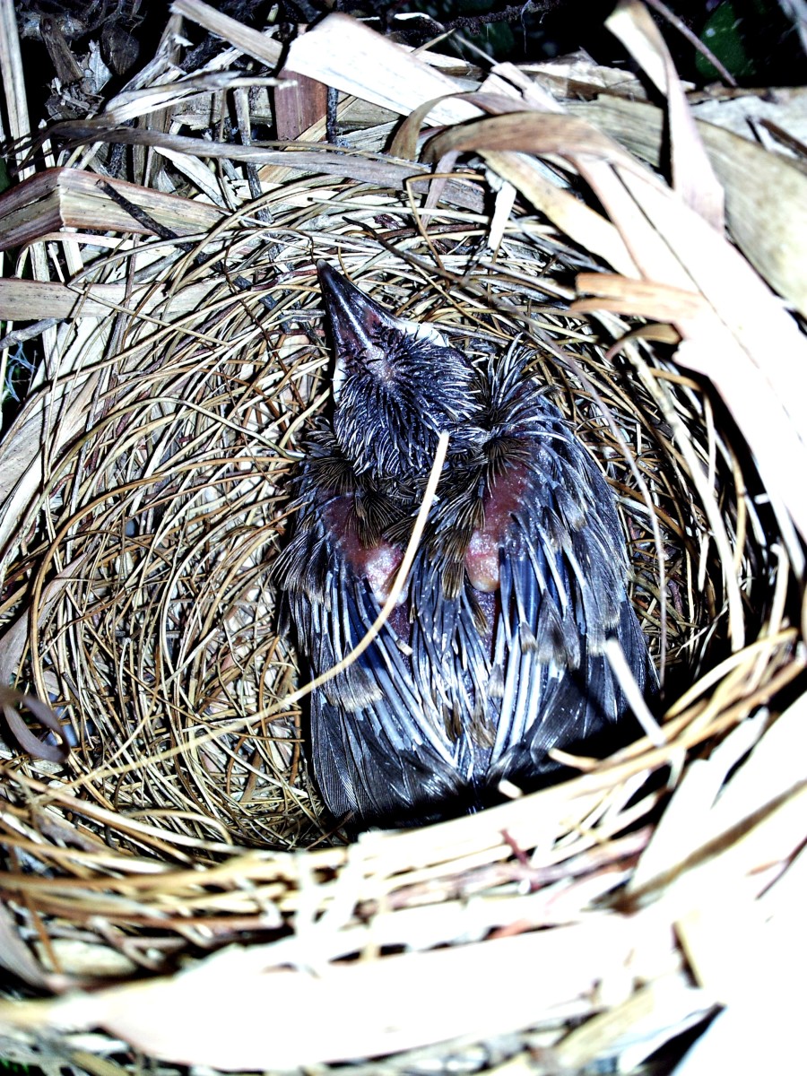 Yellow-Vented Bulbul Hatchling (A 16-Day Chronicle Of Growth) - HubPages