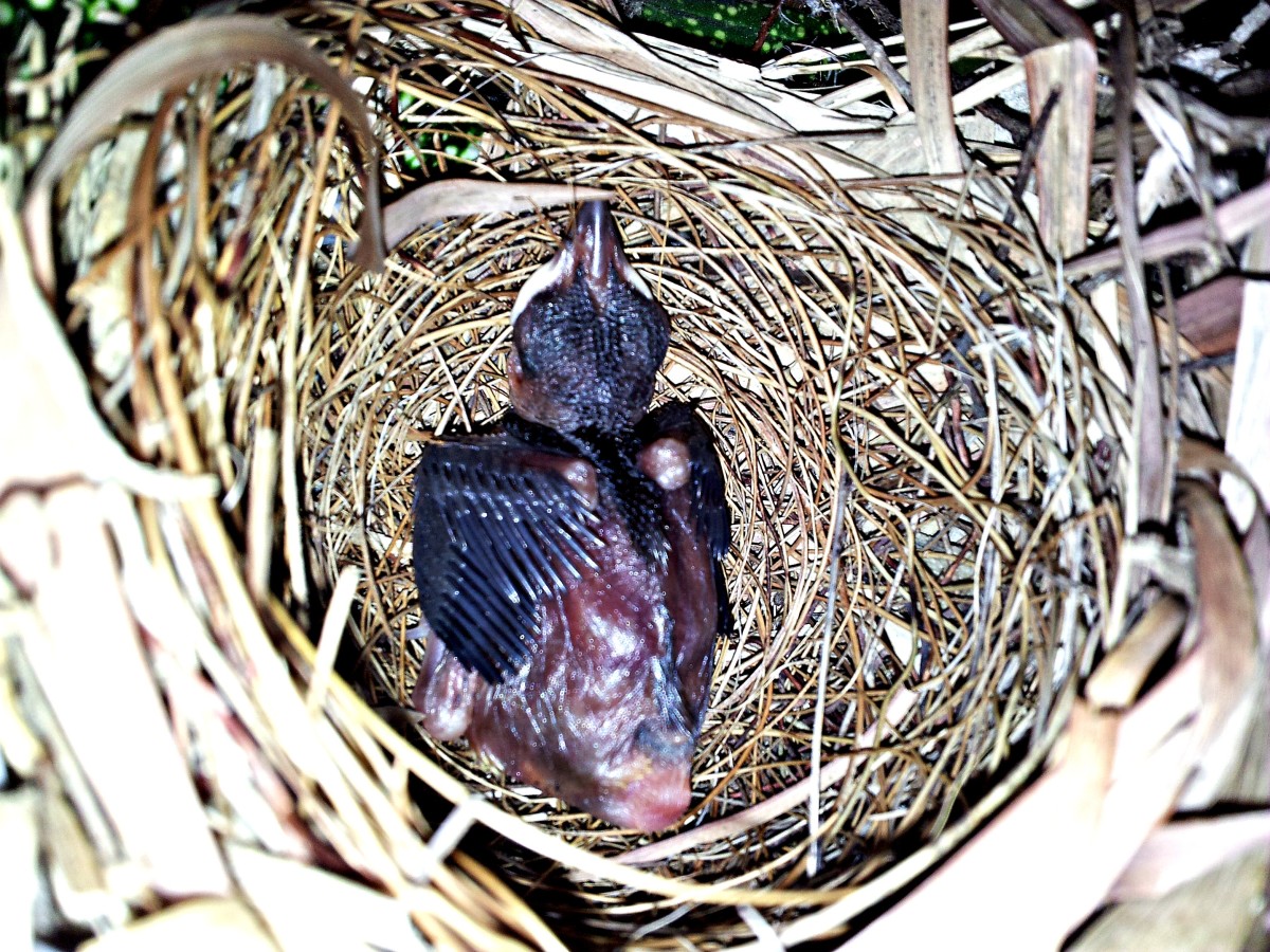 Yellow-vented Bulbul Hatchling (a 16-day Chronicle Of Growth) - Hubpages