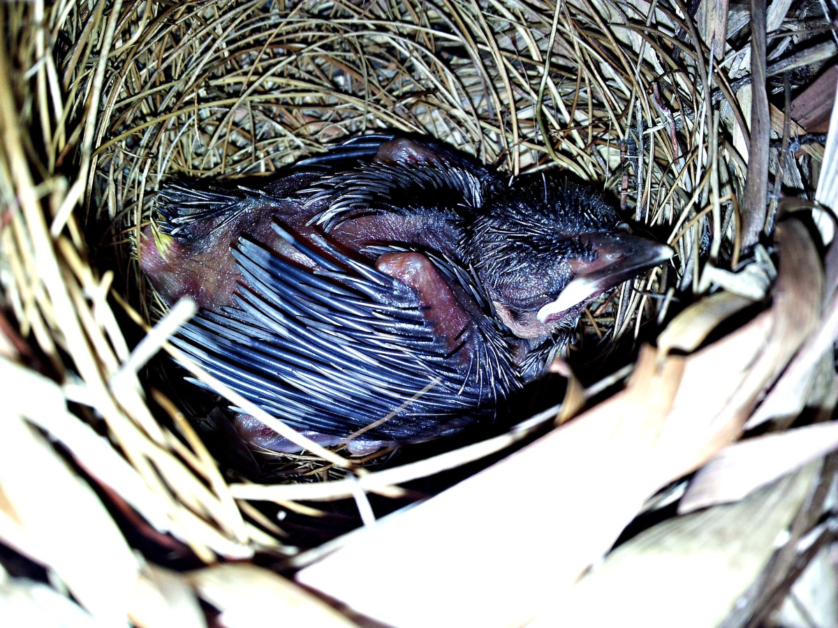yellow-vented-bulbul-hatchling
