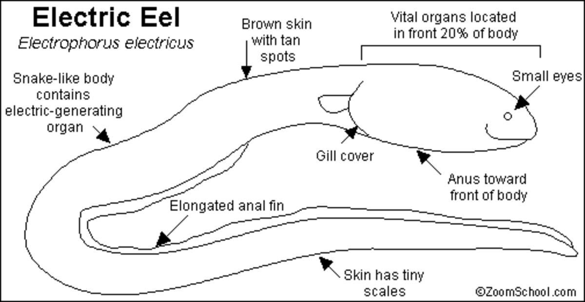 Parts of an electric eel