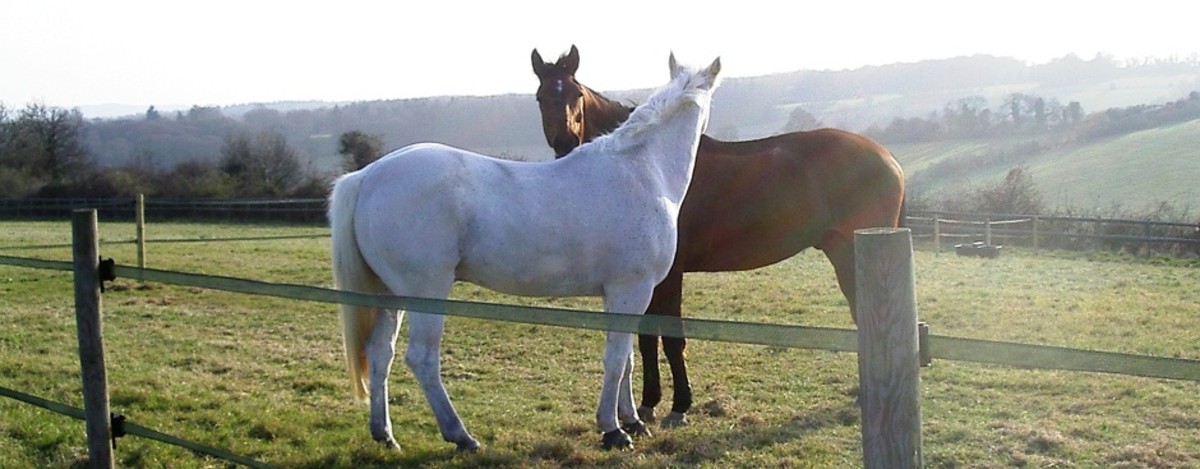 Horses at Marlow