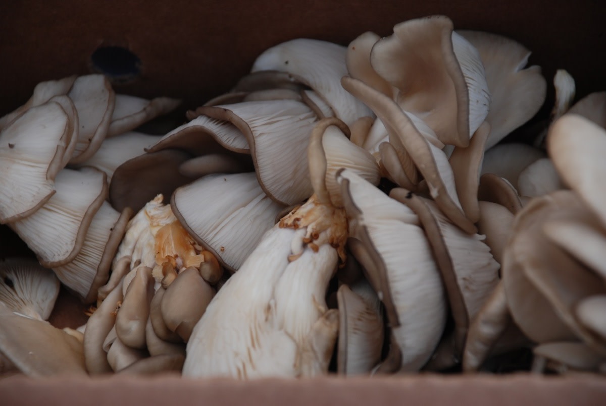 growing-mushrooms-for-profit-and-pleasure