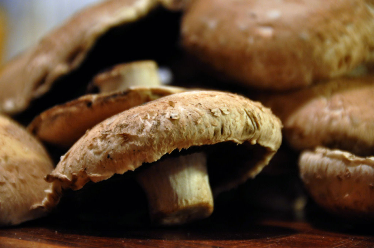 growing-mushrooms-for-profit-and-pleasure