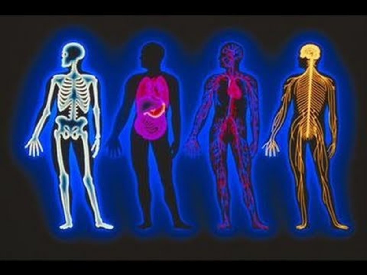 anatomy-mnemonics-easy