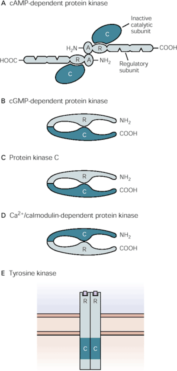 Subunits of all types of Protein Kinase
