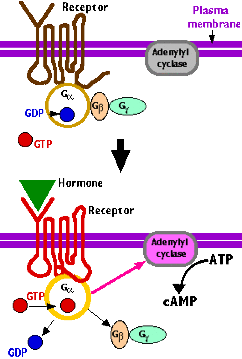 Mechanism of action of G-protein coupled receptors