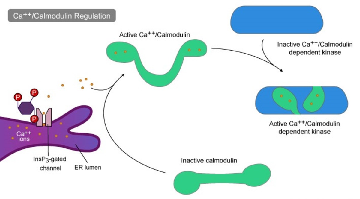 Life Cycle Of Receptors G Proteins And Second Messengers Definition